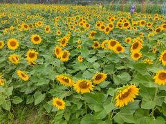 -苏州太湖西山岛开心农场