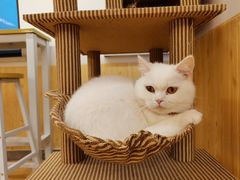 -喵八撸猫馆