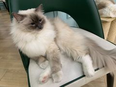 -安格丽娜·狗咖·猫咖羊驼咖(春熙路百盛商场店)