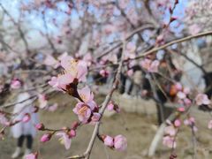 -桃花堤公园
