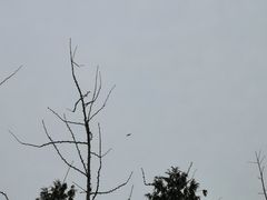 -上海佘山国家森林公园天马山园