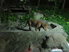 -清迈夜间动物园