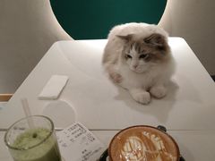 -飞行喵MR PILOT|猫舍·猫咖(静安大融城店)
