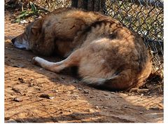 -大连森林动物园