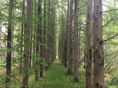 -黄海国家森林公园