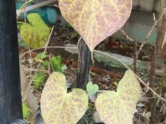 -小宝栗子(西安道店)