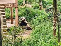 -中国大熊猫保护研究中心雅安碧峰峡基地