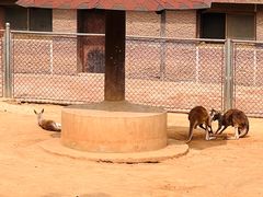 -石家庄市动物园