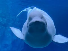 -珠海长隆海洋王国