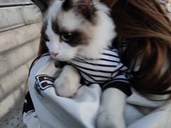 -瑞派福兴宠物医院犬猫全科·骨科·中西医结合(河东店)