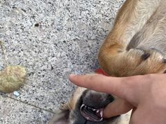 -北京恒爱动物医院(清景园分院)