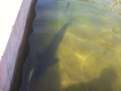 鱼池里的鲟鱼-北京水岸山吧度假村(雁栖镇店)