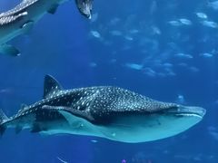 -珠海长隆海洋王国