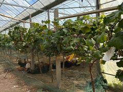 -马陆小张葡萄园农家乐