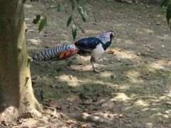 -泉州海丝野生动物世界