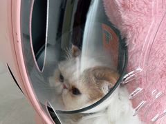 -爱诺耐芙动物医院(万博店)