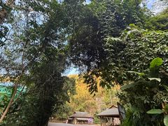 -西双版纳原始森林公园
