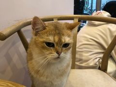 -猫咪派对(江南西店)