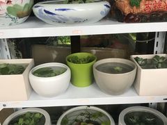 -万商花鸟市场