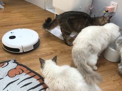 -COLOR PETS 撸猫馆·购猫·猫咖(长风大悦城店)