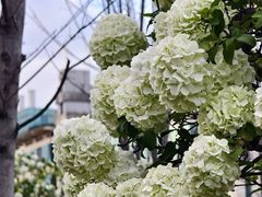 -大龙山(地铁站)