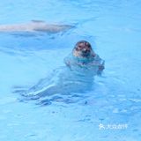 上海海昌海洋公园打卡