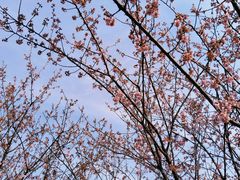 -武汉大学-樱园
