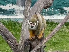 -西霞口神雕山野生动物世界