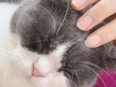 -李小姐の猫咖啡馆(五角场店)