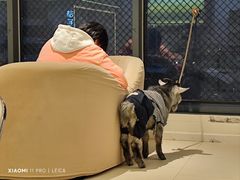 -怪兽屋·羊驼·猫咖·狗咖(俊华广场店)