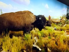 -陕西自然博物馆