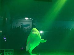 -芜湖新华联大白鲸海洋公园