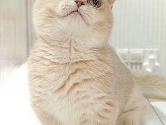 -三花喵·撸猫购宠·宠物生活馆(虹桥南丰城店)