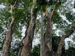 -中国科学院西双版纳热带植物园