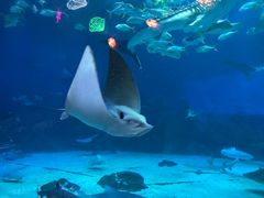 -烟台海昌鲸鲨海洋公园
