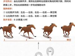 -骑乐马术(广州奥体优托邦中心)