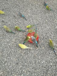 -萌宠亲子动物乐园(槐房万达店)