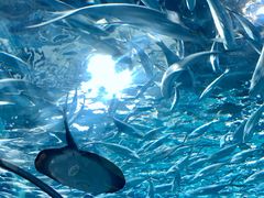 -上海海洋水族馆