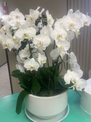 -木兰清颜医疗美容