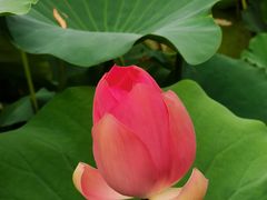 -莲花池公园