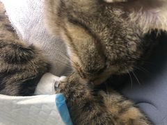 -喜多萌中农锦绣动物医院24H·猫科·牙科MRI·CT