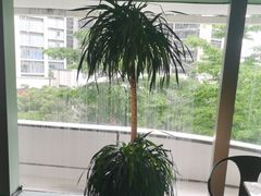 -百年果林椰子鸡(中洲店)