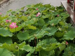 -石家庄市植物园