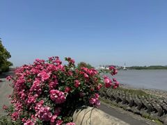 -上海滨江森林公园