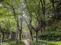 -嘉定紫藤园