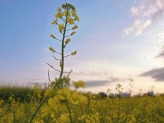 -光明小镇欢乐田园