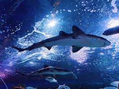 -上海海洋水族馆