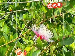 -东寨港红树林旅游区