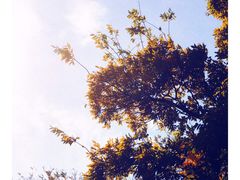-八大关景区