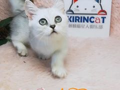 -十年猫舍·猫咪专门店(普陀店)